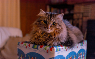 image for Holiday Gift Ideas for Your Pets